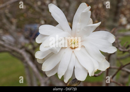 Close up of a complètement ouvert Royal Star Magnolia Tree flower Banque D'Images