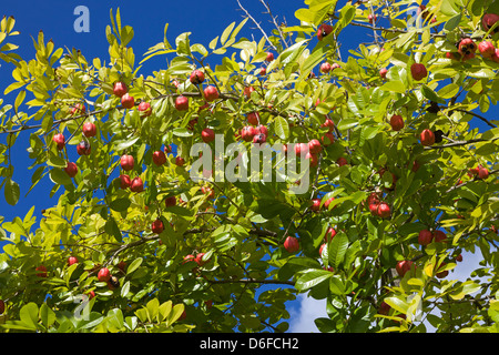 Les fructifications de plus en plus sur la Jamaican Ackee tree, St Lucia. Banque D'Images