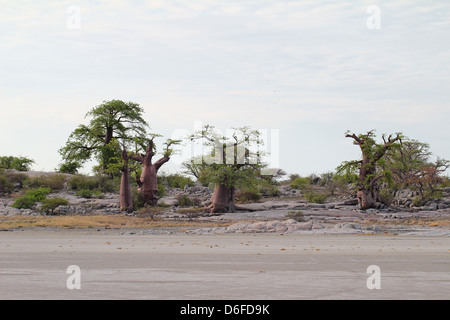 Les baobabs sur Kubu Island, Sua Pan, sel Botswana Banque D'Images