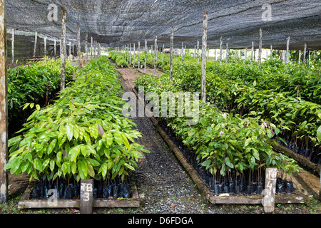 Pépinière d'arbres de la forêt tropicale dans la vallée de Danum à Borneo partie du projet INFRAPRO pour reboiser les zones épuisées d'arbres par l'exploitation forestière Banque D'Images