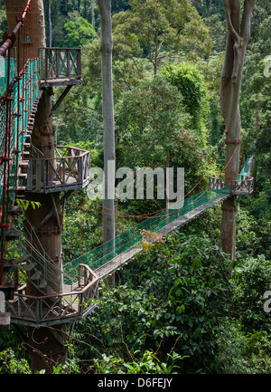 Canopy Walkway au Bornéo Rainforest Lodge dans la Danum Valley Sabah Borneo permet aux visiteurs d'obtenir jusqu'à la canopée de diptérocarpacées Banque D'Images