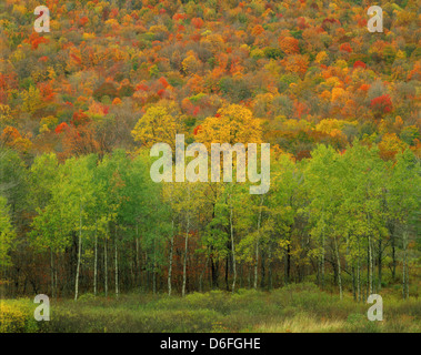 Peak autumn foliage colors in a mix of birch & hardwood trees, Rt. 6 between Marvindale & Hazel Hurst, Pennsylvania, USA Banque D'Images