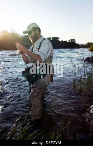 Homme barbu fly fishing au lever du soleil dans la rivière Arkansas, Colorado, USA Banque D'Images