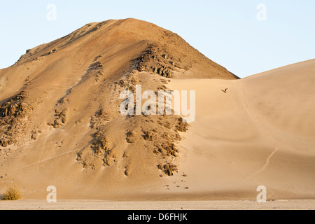 Homme en sandboard sur une grande dune dans le désert du nord du Pérou. CASMA, Département d'Ancash, Pérou. Banque D'Images