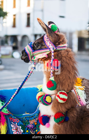 Llama dans Plaza de Armas. Banque D'Images