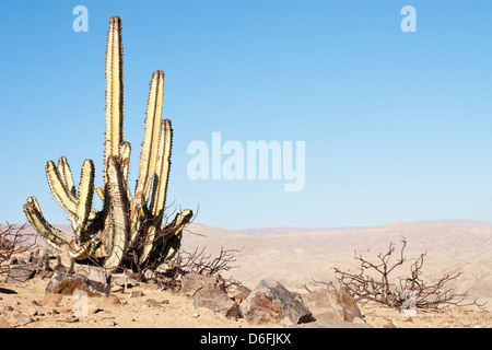 Cactus sur le sentier de randonnée au sommet du Cerro Blanco, une dune de sable, sur le sommet d'une montagne avec 2078 mètres de haut. Banque D'Images