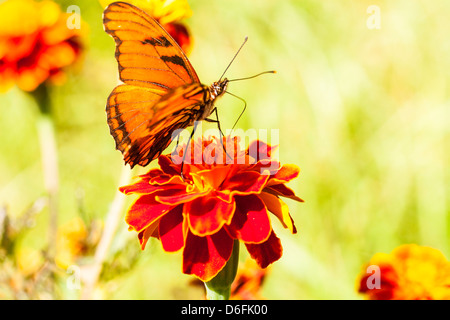 Julia Longwing Orange papillon sur une fleur. Banque D'Images