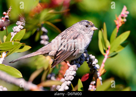 Moineau couronné d'or perché sur une branche couverte de baies, montrant un plumage brun sourd et une couronne jaune pâle. Commun dans l'ouest de l'Amérique du Nord. Zonotrich Banque D'Images