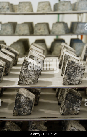 Fromages de chèvre venant à échéance, chambre froide Banque D'Images