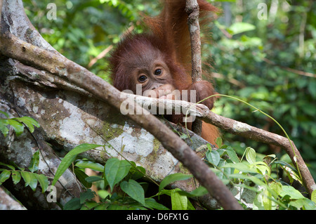 L'orang-outan, Pongo pygmaeus (juvénile) en forêt. Nyaru Menteng Le Projet de réintroduction de l'orang-outan, Kalimantan central. L'Indonésie. Banque D'Images