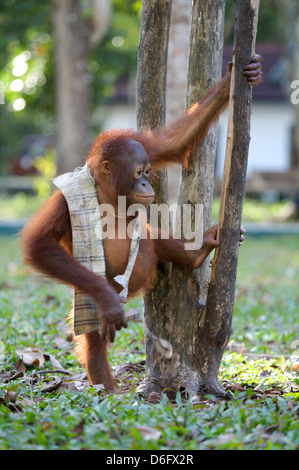 L'orang-outan, Pongo pygmaeus (juvénile). Nyaru Menteng Le Projet de réintroduction de l'orang-outan, Kalimantan central. L'Indonésie. Banque D'Images
