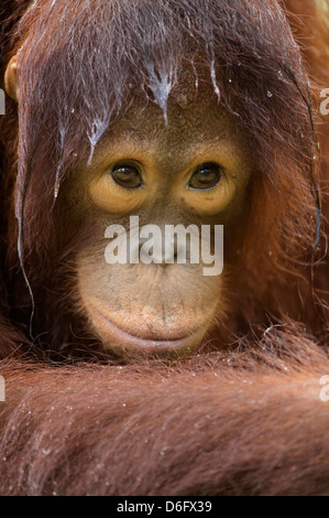 L'orang-outan, Pongo pygmaeus (juvénile) sous la pluie. Nyaru Menteng Le Projet de réintroduction de l'orang-outan, Kalimantan central. L'Indonésie. Banque D'Images