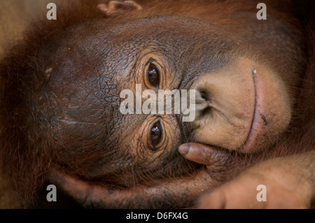 L'orang-outan, Pongo pygmaeus (juvénile) dormir. Nyaru Menteng Le Projet de réintroduction de l'orang-outan, Kalimantan central. L'Indonésie Banque D'Images