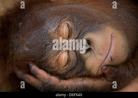 L'orang-outan, Pongo pygmaeus (juvénile) dormir. Nyaru Menteng Le Projet de réintroduction de l'orang-outan, Kalimantan central. L'Indonésie Banque D'Images
