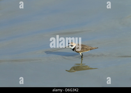 Le Pluvier Kentish Chadadrius alexandrinus se nourrissant dans un lac d'eau douce Banque D'Images