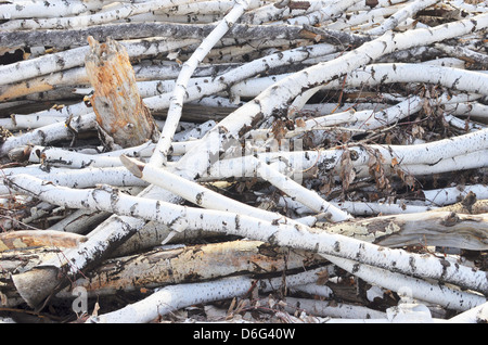 Grumes de bouleau en bois Banque D'Images