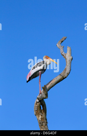 Stork Mycteria leucocephala peint perché en arbre mort Banque D'Images