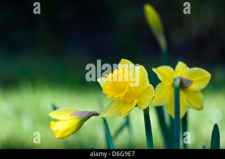 Jonquilles en pelouse Banque D'Images