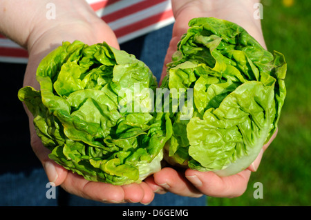 Close-up of woman holding deux mains dans les laitues Gem Bio Banque D'Images