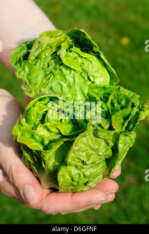 Close-up of woman holding deux mains dans les laitues Gem Bio Banque D'Images