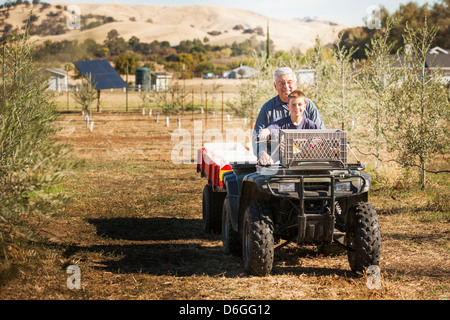 Older Caucasian man et petit-fils sur quatre wheeler dans oliveraie Banque D'Images