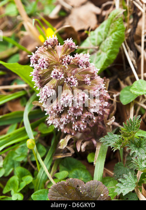 Une fleur sauvage Pétasite Petasites Hybridus dans les Prairies au bord de la rivière Derwent à Hathersage Derbyshire, Angleterre Royaume-Uni UK Banque D'Images