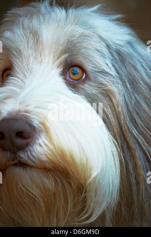 Le visage d'un sympathique vieux English Sheepdog Banque D'Images