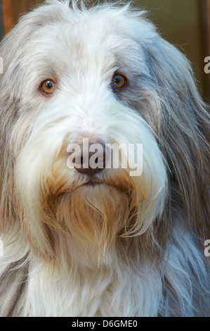 Le visage d'un sympathique vieux English Sheepdog Banque D'Images