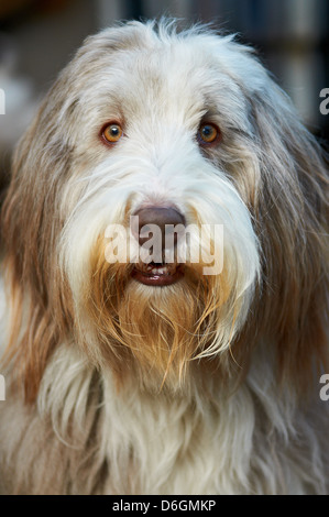 Le visage d'un sympathique vieux English Sheepdog Banque D'Images