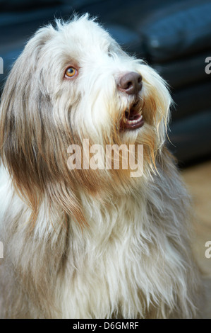 Le visage d'un sympathique vieux English Sheepdog Banque D'Images