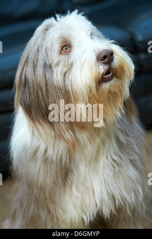 Le visage d'un sympathique vieux English Sheepdog Banque D'Images