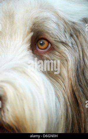 Le visage d'un sympathique vieux English Sheepdog Banque D'Images