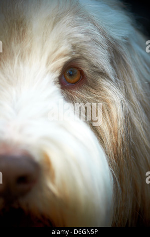 Le visage d'un sympathique vieux English Sheepdog Banque D'Images