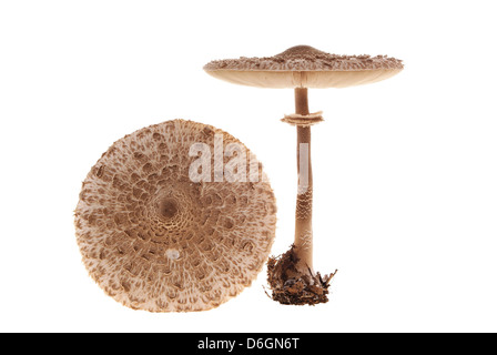 Gros champignons sur la patte longue sur fond blanc Banque D'Images