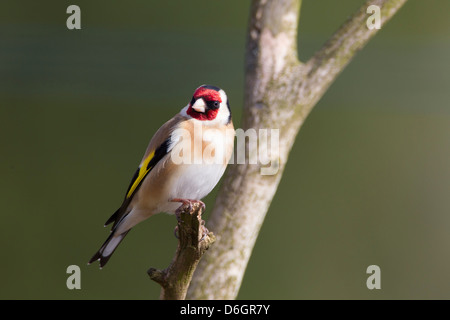 Chardonneret. Carduelis caduelis (Fringillidae), Banque D'Images