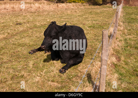 Une vache Angus noir fixant dans un champ Banque D'Images