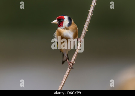 Chardonneret. Carduelis caduelis (Fringillidae) Banque D'Images