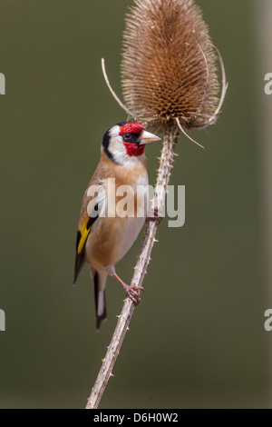 Chardonneret. Carduelis caduelis (Fringillidae) Banque D'Images