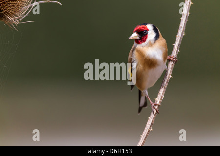 Chardonneret. Carduelis caduelis (Fringillidae) Banque D'Images