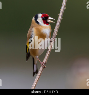 Chardonneret. Carduelis caduelis (Fringillidae) Banque D'Images