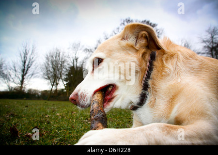 Stick à mâcher chien bâtard d'or dans la région de park Banque D'Images