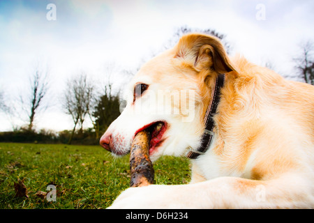 Stick à mâcher chien bâtard d'or dans la région de park Banque D'Images