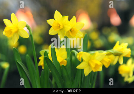 Les jonquilles sauvages illustrent l'ouest sauvage en fleurs à Weser-Ems-Halle à Oldenburg, Allemagne, 28 février 2012. Il fait partie de cette année, le Flower show avec la devise 'autour du monde en 80 jours". Le flower show est ouvert au public à partir du 01 jusqu'au 05 mars 2012. Photo : INGO WAGNER Banque D'Images