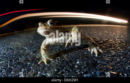 Fichier, ILLUSTRATION - An illustrated archive photo datée du 21 mars 2010 indique un crapaud éclairé par les lumières d'une voiture passant sur une autoroute près de Francfort-sur-Oder, Allemagne. Les environnementalistes poser les conducteurs à être prudents face à la prochaine migration de reproduction des crapauds et autres amphibiens. Photo : Patrick Pleul Banque D'Images