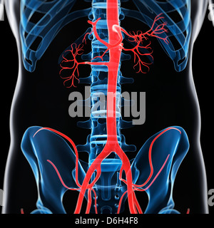 Aorte abdominale, artwork Banque D'Images