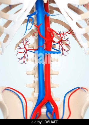 Aorte abdominale et vena cava, artwork Banque D'Images