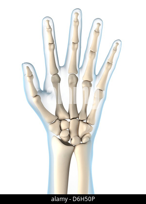 Côté os, artwork Banque D'Images