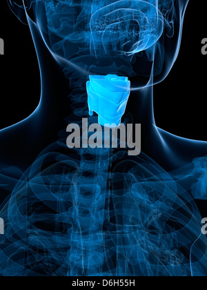 Larynx sain, artwork Banque D'Images