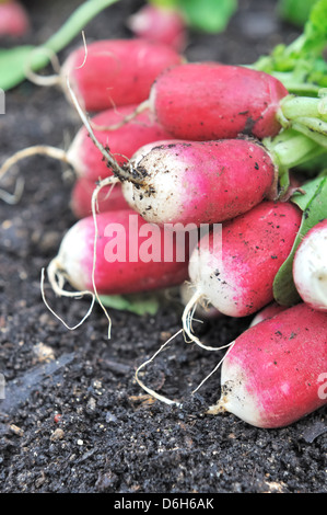 Récolter les radis frais du jardin Banque D'Images