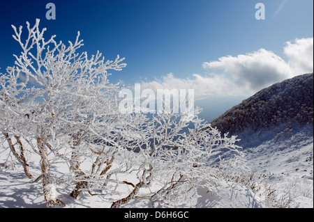 Arbres couverts de glace, la montagne san Iwaki, préfecture d'Aomori, Japon, Asie Banque D'Images